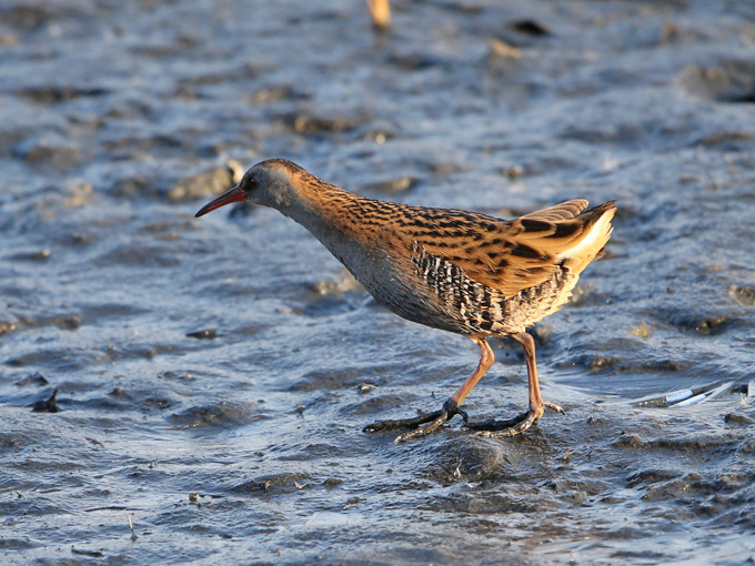 Western Water Rail