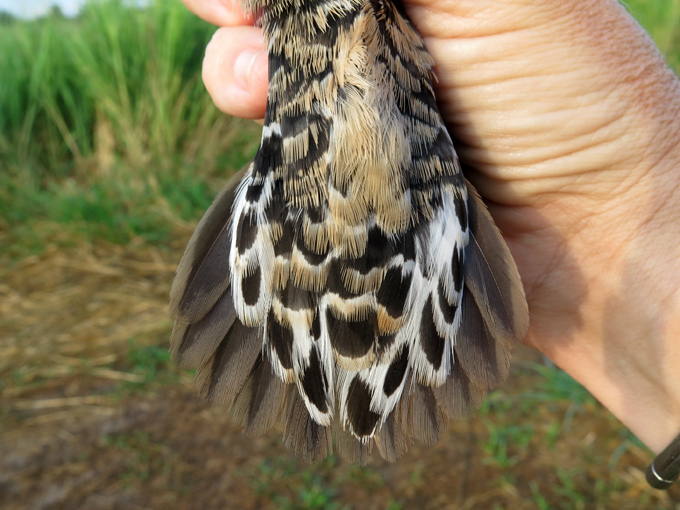 Western Water Rail