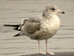 Common Gull