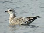 Common Gull