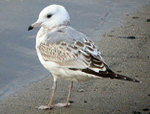 Common Gull
